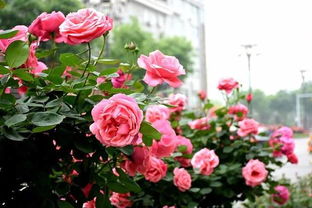 雨后的月季， 梗是美得让人心醉
