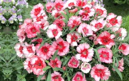 石竹四季开花，为何被称为一个花季无穷的神奇植物呢
