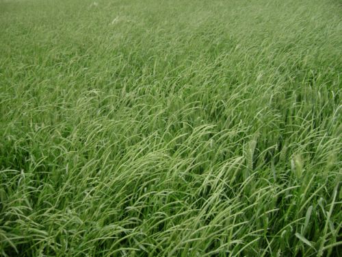 杂草种类繁多，防效如何？