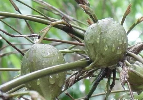 桂竹种形态优美竹子品种， 具独特纹理和色泽