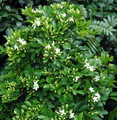 九里香的花期是何时开花时香气浓郁吗