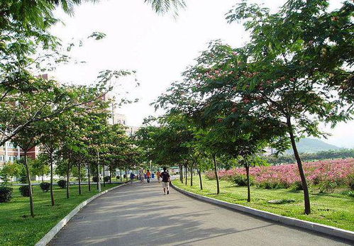 树木与城市：行道树的选择之道