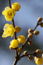 东北四季常青的美丽花朵，你了解多少？