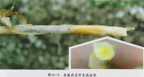 防治姜瘟病， 我们来行动