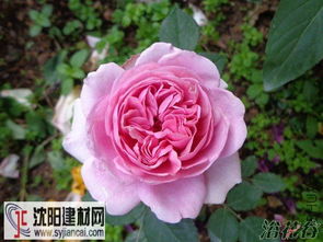 月季花的美丽邂逅