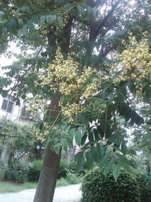 栾树的管理：耐心和细心