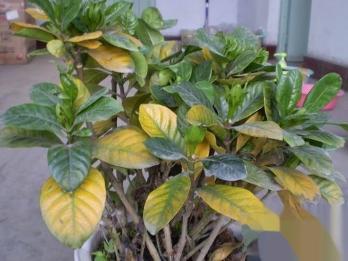 番茄叶子发黄是什么原因引起的？是土壤、水分、病虫害还是其他因素