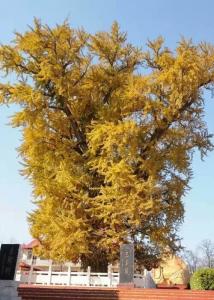 郯城银杏产业的发展