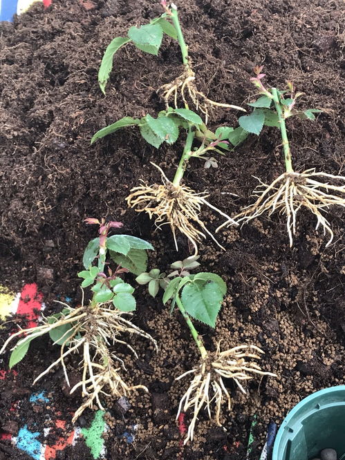 专家建议：如何避免购买到劣质种子