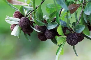 土壤和光照：关键因素