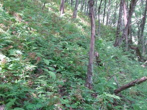 先说说 你得有个采伐许可证