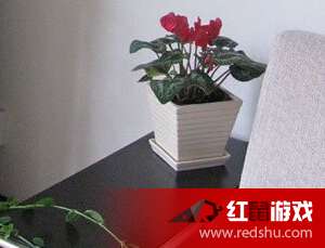 郁金香：耐寒小嫩手，冬天也嫩美美哒！