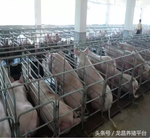 选购猪舍设备，关注质量、适用性与环保
