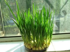 蒜苗的耐寒Neng力