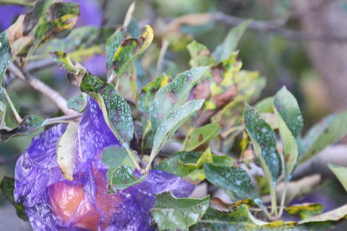 波尔多液的用途和性质