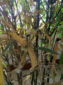 鹅掌楸是个啥子东西？