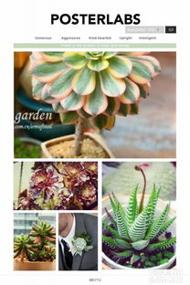 多肉植物， 萌萌哒，条纹十二卷约4-6cm