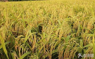 草种的生长速度有差异