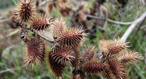 先说说咱们得知道，这苍耳到底是个啥玩意儿？