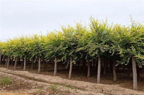 金叶榆的价格与购买建议