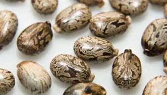 蓖麻子收购价高的地区揭秘