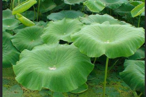 解决荷叶发黄干枯的方法