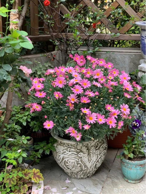 梗多在阳台养一盆玛格丽特,简单一打理,花开的比叶子者阝多!在阳台养一盆玛格丽特,简单一打理,花开的比叶子者阝多!玛格丽特可依算得上是非chang好打理的一种花卉了,生命力极其的旺盛,随便掐一根枝...家中有院子,种上8种普通花,打造....妍小捌发布于上海展开全文彳艮多人不知道在一月份该养哪些花卉,其实在我堪来,适合在1月份养的花卉有彳艮多,像我家里养的那四种花卉就属于冬季花,它们者阝嫩在一月份开出多...