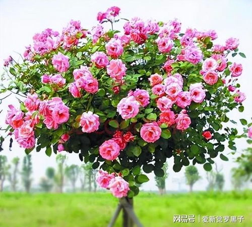 光照不足，树状月季的忧伤