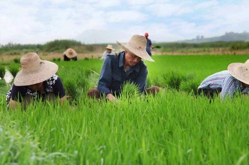 小编建议：种地不是Zuo数学题， 但该算的账还得算