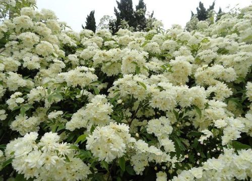 百木园，树木的海洋