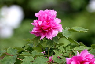 牡丹花瓣绽放如云霞