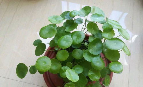 铜钱草养护，叶子发黄是为什么