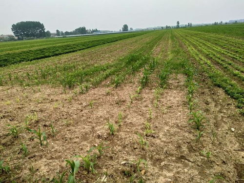 玉米种植后的田间管理