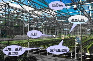 通风换气， 别让灰霉病钻空子