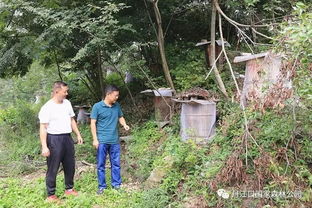 山地绿化，适合种植什么植物？