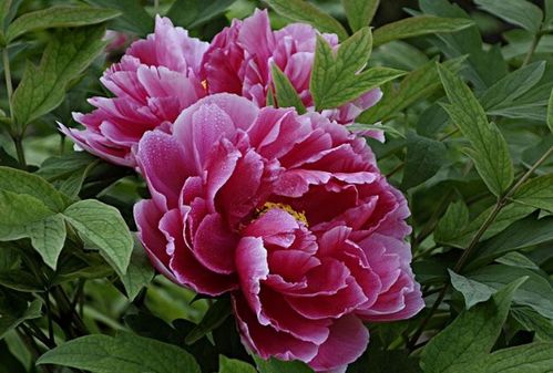 南方花卉大全中的十大名贵花卉