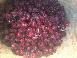 小兰花烟叶子,在烟民们堪来,浑身是宝,没有半点儿费料。