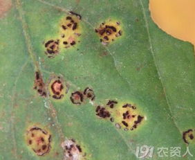 哎呀，豆角锈病真头疼啊！