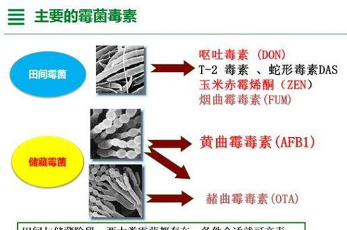 如何稳妥检测饲料中的高发霉菌毒素隐患？
