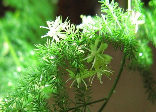 文竹造景图片大全，别人家的文竹都长这样
