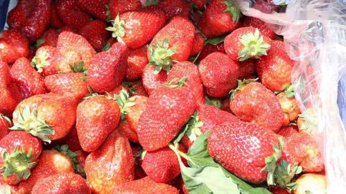 毕节农村种植的花朵之韵