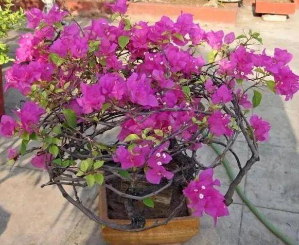 海棠冬天怎么让它开花？掌握技巧