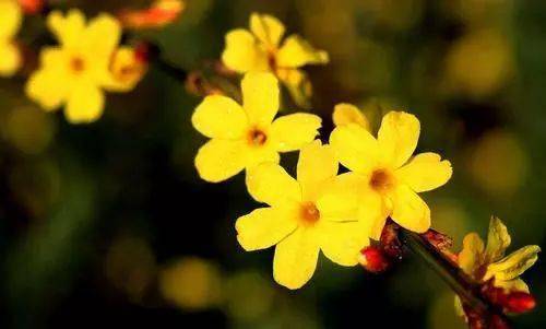 三月草本是迎春花吗？