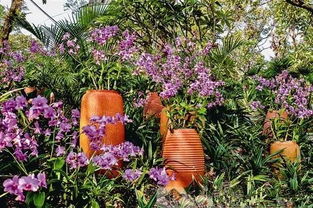 选择花卉的注意事项