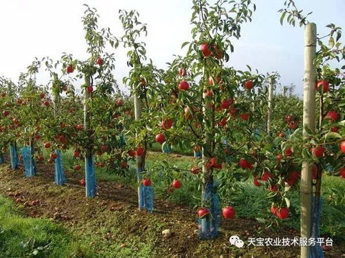 女贞树树形优美，如何修剪才能保持其优美形态