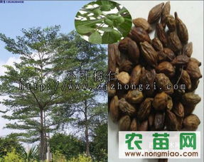 各地的种植经验