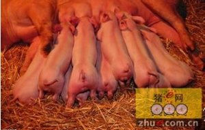 母猪返情、流产频发，病因与风险期是什么原因？