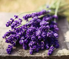 薰衣草：天然的焦虑缓解神器