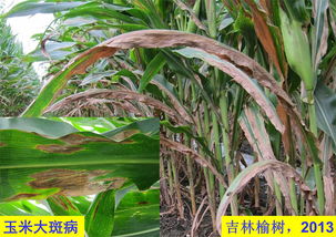 先正达扬采和扬彩：作物病害的克星