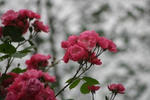 广西气候，对红木香有什么影响吗？